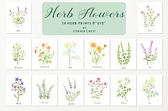 Watercolor herb flower clipart Product Image 2