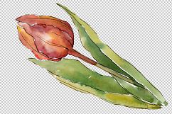 Colorful autumn tulips PNG watercolor set   Product Image 4