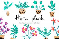 Home Plants and Decorative Flowers in Pots Product Image 1