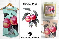 Fruit - Vintage Nectarines Product Image 1