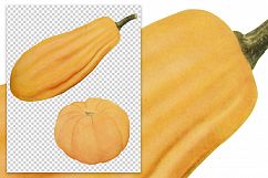 Fordhook and Perfect Gem Squash Product Image 2
