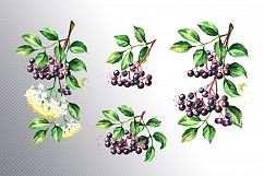 Elderberry. Watercolor collection Product Image 3