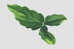 Wildflower orange viola PNG watercolor set Product Image 3