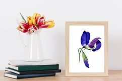 Purple sweet pea PNG watercolor flower set Product Image 6