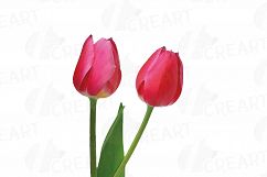 Tulip watercolor clip art pack, watercolor tulip design Product Image 5