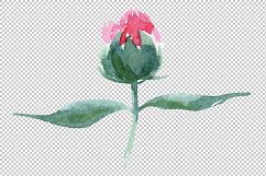 Delicate colorful peony PNG watercolor set Product Image 11