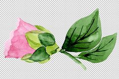 Wonderful pink camellia PNG watercolor set Product Image 3