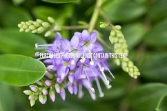 9 Macro Flower Photos Product Image 3