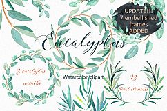 Eucalyptus. Watercolour clipart. Product Image 2