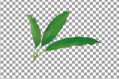 Watercolor Mango clip art pack, mango leaves and fruit  Product Image 12