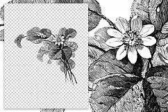 Hepatica Flowers- Vintage Florals Product Image 2