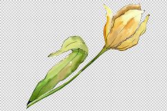 Colorful tulips PNG watercolor flower set Product Image 2