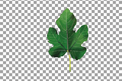 Watercolor Fig clip art pack,common fig leaves, fig fruit Product Image 5