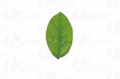 Watercolor Avocado clip art pack,avocado leaves and flowers Product Image 7