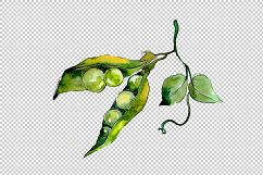 Pea seed vegetables PNG watercolor set Product Image 1