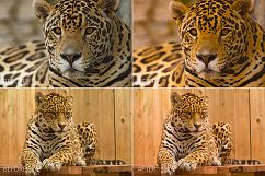 Felines Lr Presets Product Image 6