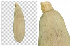 Banana Gourd Product Image 2