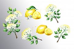 Elderflower. Watercolor collection Product Image 3