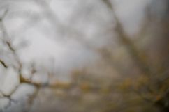  Blurred Tree in the forest  Product Image 1