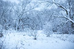 Blurred snow forest Product Image 1
