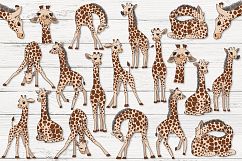 Baby Giraffes Product Image 2