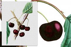 Fruit - Vintage Black Eagle Cherry Product Image 2
