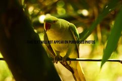 9 Beautiful Birds Product Image 2