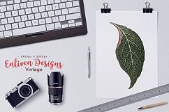 Leaves - Vintage Adelaster Albivenis Product Image 2