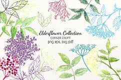 Elderflower Collection, png, svg, eps, label and stickers, watercolor elderflowers Product Image 1