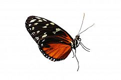 Butterfly PNGs Product Image 5
