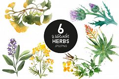 Medical Herbs. Vector &amp; watercolor Product Image 3