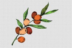Sea Buckthorn or Seaberry SVG vector set Product Image 2