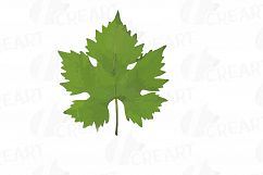 Grapes clip art watercolor wine grape, branch, flowers, leaf Product Image 25