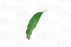 Watercolor Mango clip art pack, mango leaves and fruit  Product Image 7