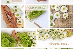 Styled Photos Bundle with Molucella Product Image 2