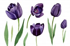 Black tulips PNG watercolor flower set Product Image 6