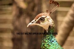 9 Beautiful Birds Product Image 3
