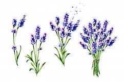 LAVENDER. Watercolor collection Product Image 4