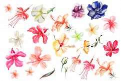 Hand Drawn Watercolor Bundle FLOWERS Product Image 3