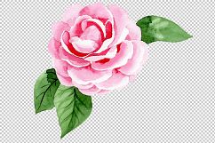 Wonderful pink camellia PNG watercolor set Product Image 4