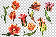 Tulip PNG watercolor flower set Product Image 3