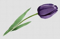 Black tulips PNG watercolor flower set Product Image 4