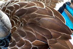 Colourful Birds Feathers Texture Images Bundle Product Image 3