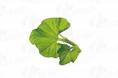 Watercolor pumpkin clip art pack, Pumpkin plant and flowers Product Image 20