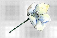 White tulips PNG watercolor flower set Product Image 5