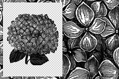 Florals - Vintage Black and White Hydrangea Product Image 2