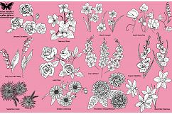 Birth Flowers Vector Illustrations Product Image 3