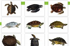 Entire Vintage Collection -Over 1000 Illustrations Product Image 19