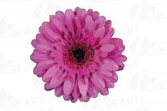Watercolor Gerbera Daisy clip art pack, colorful gerbers Product Image 15