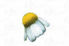 Watercolor Chamomile clip art pack, Chamomile flowers Product Image 5